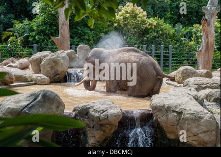 Ein männlicher afrikanischer Elefant mit Badewanne und Dusche in einem australischen Zoo Stockfoto