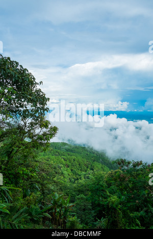 Baum auf Berg- und bewölkten Himmel Stockfoto