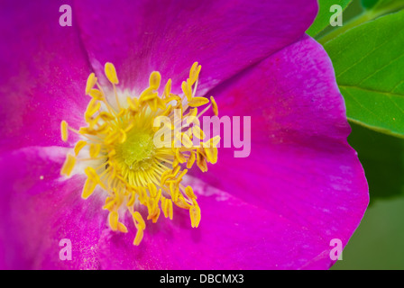 Nahaufnahme einer wilden rose (Rosa Acicularis) Blüte zeigt Details der Staubgefäße und Stempel, Wagner Moor, Alberta Stockfoto