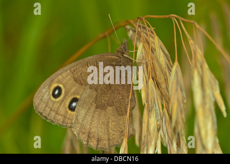 Gemeinsamen Waldnymphe Schmetterling (Cercyonis Pegala) thront auf einem trockenen Rasen Seedhead, Wagner Bog, Alberta Stockfoto