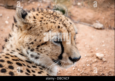 Eine Nahaufnahme Foto ein Gepard Blick in die Ferne, auf der Suche nach Beute Stockfoto