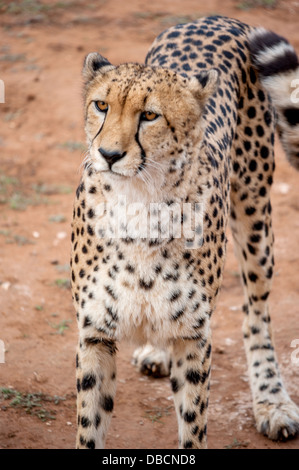 Eine Nahaufnahme Foto ein Gepard Blick in die Ferne, auf der Suche nach Beute Stockfoto