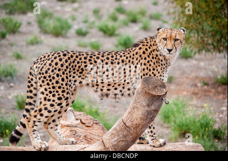 Eine Nahaufnahme Foto ein Gepard Blick in die Ferne, auf der Suche nach Beute Stockfoto