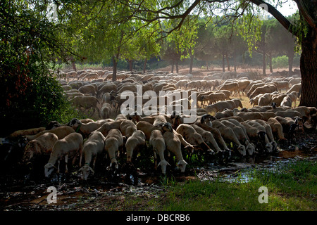 Herde von Schafen und Ziegen nach Hause. Stockfoto