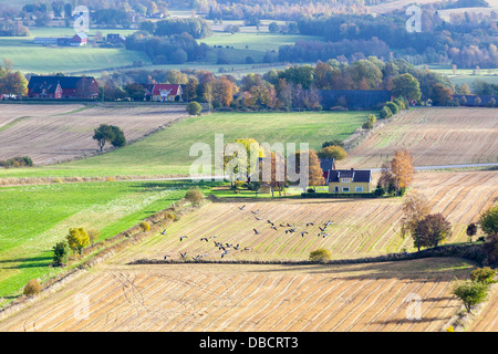 Herde von Kraniche fliegen über Felder im Herbst Stockfoto