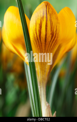 Crocus Chrysanthus var. Fuscotinctus Februar Stockfoto