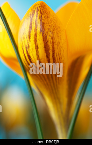 Crocus Chrysanthus var. Fuscotinctus Februar Stockfoto