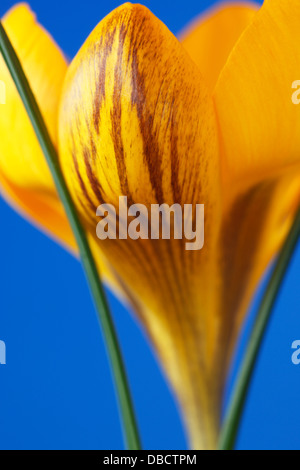 Crocus Chrysanthus var. Fuscotinctus Februar Stockfoto