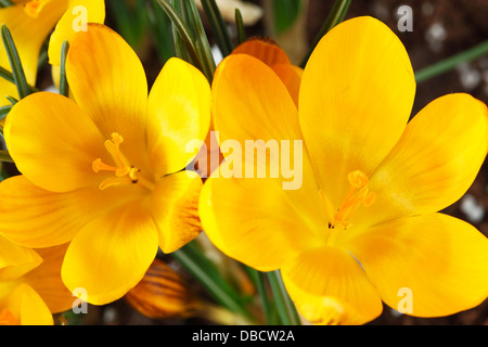 Crocus Chrysanthus var. Fuscotinctus Februar Stockfoto