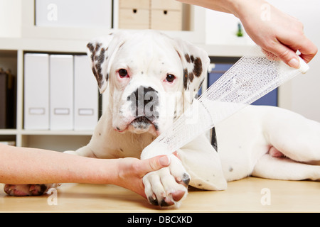 Boxer Hund immer Bandage nach einer Verletzung am Bein von einem Tierarzt Stockfoto