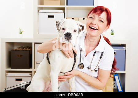 Glücklich Tierarzt mit einem Boxer-Hund in ihrer Klinik Stockfoto