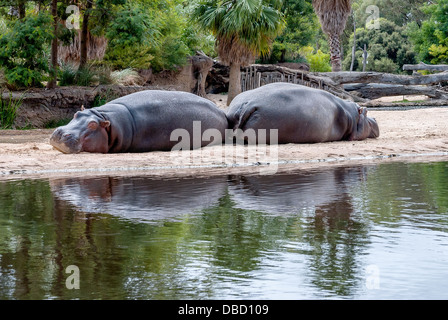 Zwei riesige Flusspferde schlafen Ende am Strand Stockfoto