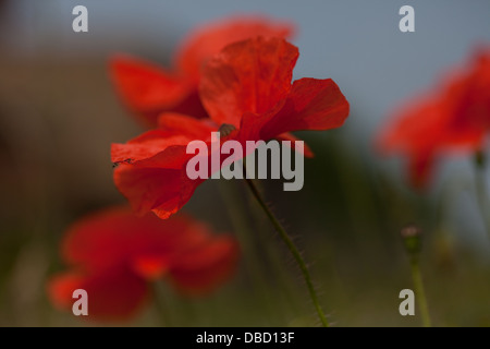 Mohn wächst in Flandern Felder Belgien Stockfoto