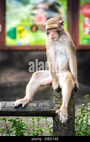 Wilder Affe sitzt auf einem Zaun am Monkey Hill, Hong Kong Stockfoto