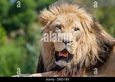 Eine Nahaufnahme eines männlichen Löwen Stockfoto