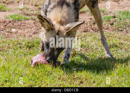 Ein Afrikanischer Wildhund frisst eine Mahlzeit mit Fleisch Stockfoto