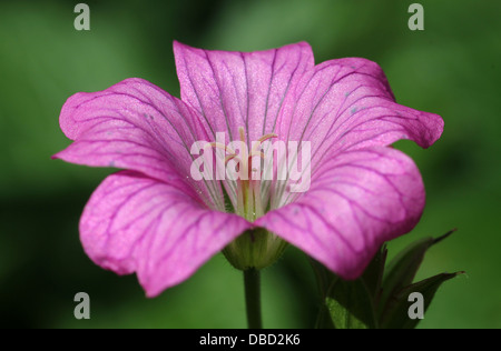 kleine lila Geranie Blume im englischen Garten Stockfoto