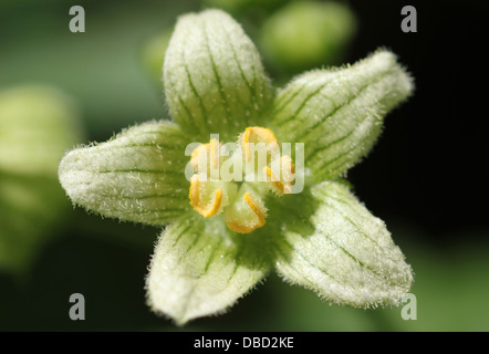 Garten Unkraut Blüte. Weiße Zaunrübe, Bryonia Dioica. Stockfoto