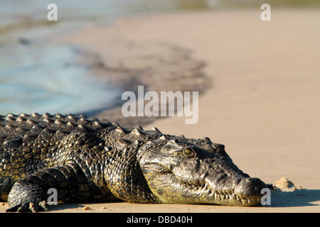 Ein Nil-Krokodil auf einer Sandbank Sonnen Stockfoto