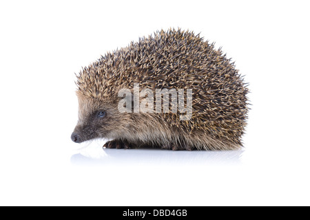 Konzept der Sicherheit eine niedliche Igel isoliert auf weißem Hintergrund Stockfoto