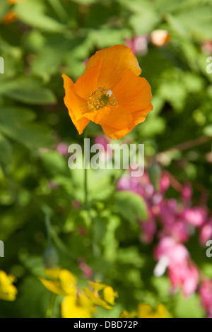 Papaver Nudicaule isländischer Mohn Stockfoto