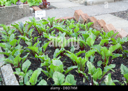 Rote Beete Beta vulgaris Stockfoto