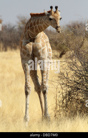 Eine Giraffe im Etosha in der trockenen Jahreszeit Essen aus einer Akazie Bush Stockfoto