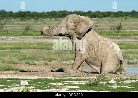 Ein einsamer Elefantenbulle macht das Beste aus den Schlamm in eine temporäre Wasserstelle in Etosha. Stockfoto