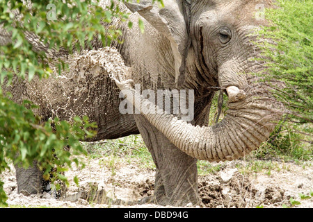 Ein einsamer Elefantenbulle macht das Beste aus den Schlamm in eine temporäre Wasserstelle in Etosha. Stockfoto