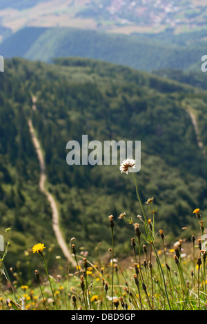 Blühenden Blumen auf einer Bergwiese. Wanderweg auf einem Hintergrund. Stockfoto