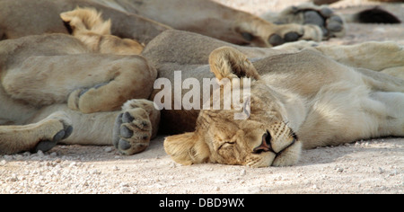 Ein Rudel Löwen im Etosha schlafen im Schatten. Stockfoto