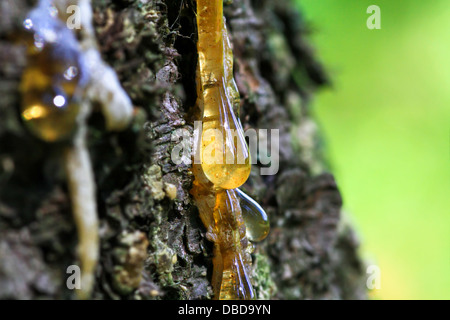 schöne Tropfen Harz auf Pinienrinde Stockfoto