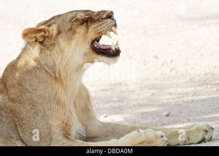 Ein Löwe gähnt nach einem verschlafenen Tag auf der im Schatten am Rande der Etosha-Pan. Stockfoto