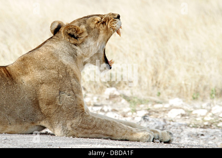 Ein Löwe gähnt nach einem verschlafenen Tag auf der im Schatten am Rande der Etosha-Pan. Stockfoto