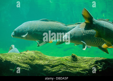 Europäischen Karpfen in einem Aquarium Stockfoto