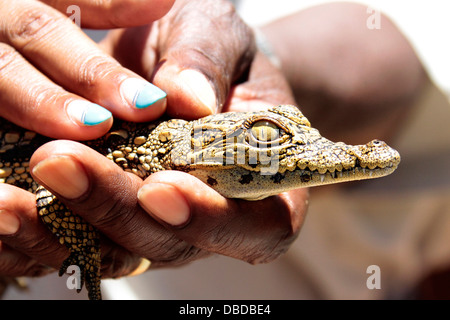 Ein Baby-Nil-Krokodil ist von einheimischen Kindern in der Otjiwarongo Krokodilfarm streichelte. Stockfoto