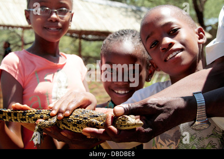 Ein Baby-Nil-Krokodil ist von einheimischen Kindern in der Otjiwarongo Krokodilfarm streichelte. Stockfoto