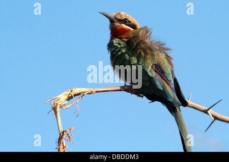 White-fronted Bienenfresser nur Fuchsbau Fussel, entsprang & wärmt sich in der frühen Morgensonne; Nordrand des Okavango-Deltas Stockfoto