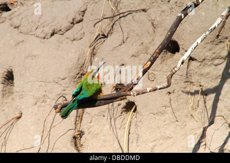 White fronted Biene-Esser sitzt vor der seiner Burrow am Nordrand des Ojavango-Deltas. Stockfoto