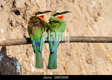 Zwei White-fronted Bienenfresser entstand nur aus Fuchsbau Fussel, & Warm in der frühen Morgensonne; Nordrand des Okavango-Deltas Stockfoto