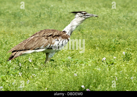Kori Bustard Jagd für Kleintiere und Iinsects rund um eine Wasserstelle in Etosha in der nassen Jahreszeit Stockfoto