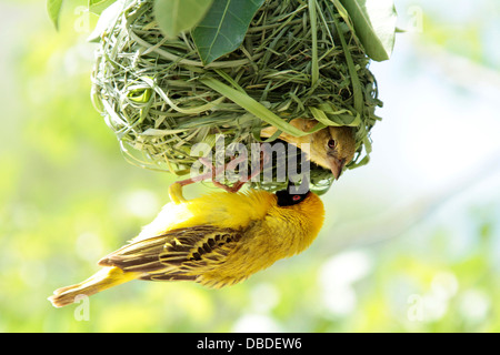 Männlichen und weiblichen südlichen Masked Weaver am Nest mit den weiblichen aufstrebenden; Stockfoto