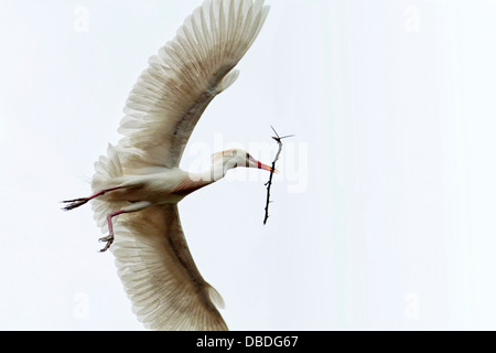 Kuhreiher tragen Zweig Nest zu bauen Stockfoto