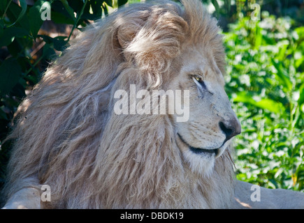 Casper, der weiße Löwe (Panthera Leo) männlich, Isle Of Wight Zoo, Sandown, Isle Of Wight, Hampshire, England Stockfoto