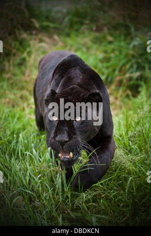 Schwarzer Jaguar Panthera Onca schlich durch lange in Gefangenschaft Stockfoto