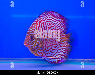 Pompadour (Diskus) Fische in einem Aquarium Stockfoto