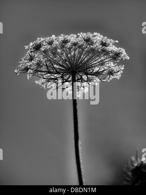 Queen Anne es Lace, Prince Edward Island, Kanada, Nordamerika Stockfoto