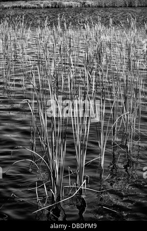 Schilf wächst in Sümpfen, Greenwich Prince Edward Island Park, Kanada, in schwarz und weiß Stockfoto