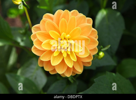 Ein Apricot farbigen Dahlie Blüte, genannt "El Paso" Stockfoto