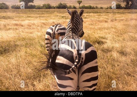 Hinten-Schuss von zwei Zebras in der Ngorongoro Crater, Tansania Afrika Stockfoto
